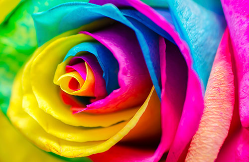 color-rose-500x325